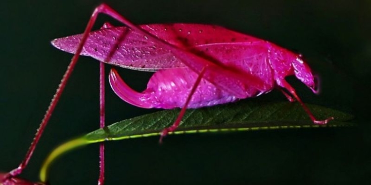 «Дитя заката», но не фламинго – есть розовые кузнечики