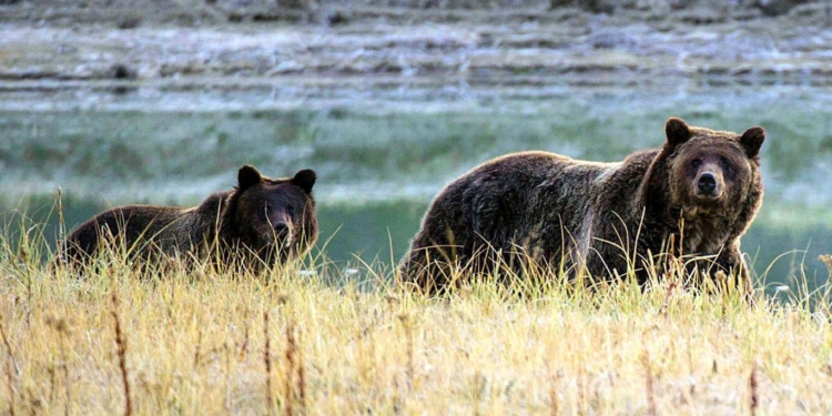 После 43-летнего перерыва в США разрешили охоту на гризли
