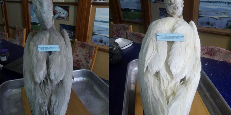 Пеликан с секретом: в экспонате одного из национальных музеев нашли записку, которой без малого 200 лет