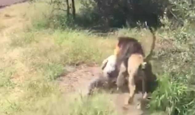 В парке дикой природы в Африке лев задрал туриста