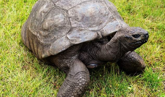 Старейшему наземному животному мира – 186-летней черепахе Джонатану – не будут удалять катаракту