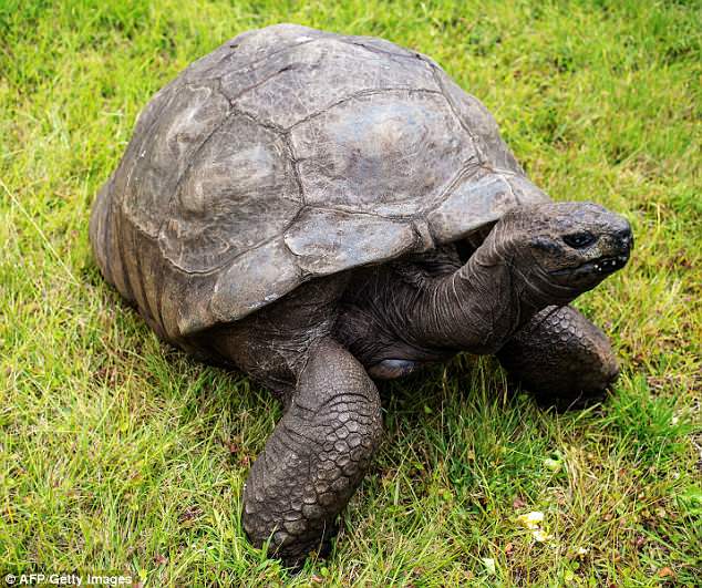 Старейшему наземному животному мира – 186-летней черепахе Джонатану – не будут удалять катаракту 5