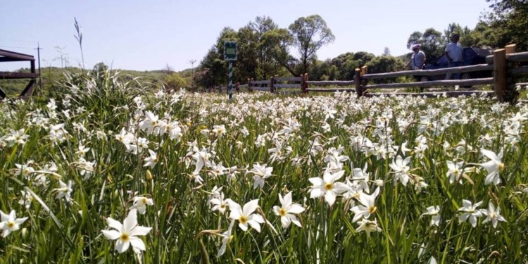 Белым бело, но не от снега: как цветет знаменитая Долина нарциссов в Закарпатье