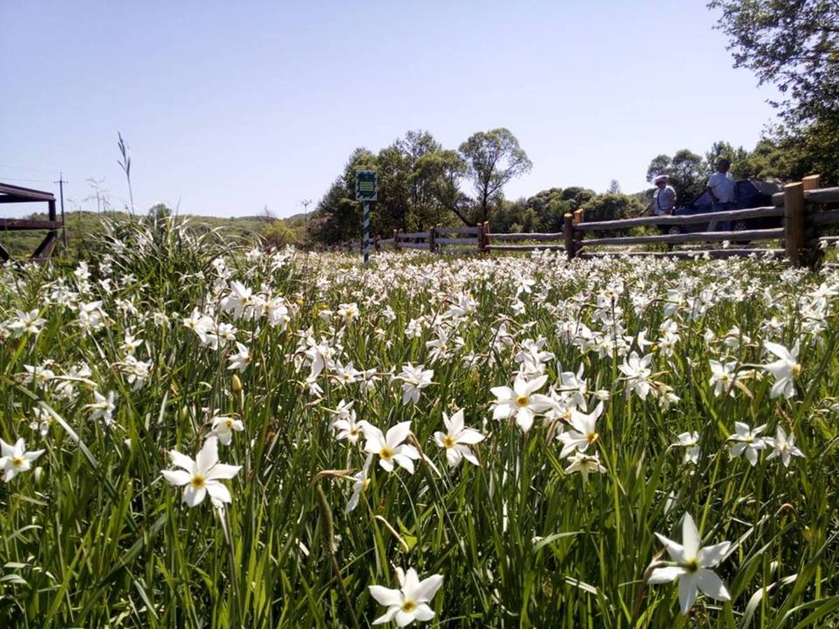 Белым бело, но не от снега: как цветет знаменитая Долина нарциссов в Закарпатье