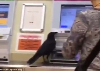 Наглая птица: в Японии ворона украла у женщины кредитную карточку и попыталась купить себе билет на поезд