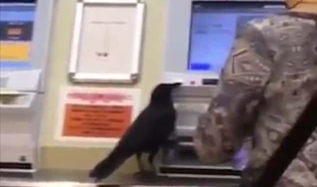 Наглая птица: в Японии ворона украла у женщины кредитную карточку и попыталась купить себе билет на поезд