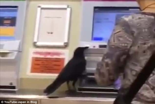 Наглая птица: в Японии ворона украла у женщины кредитную карточку и попыталась купить себе билет на поезд 1