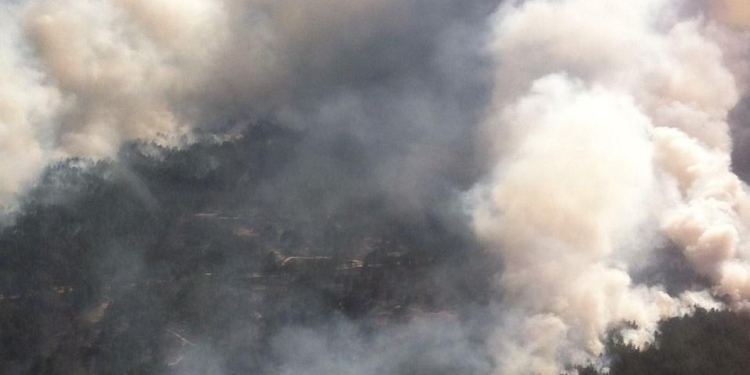 На Херсонщине пожар охватил 100 гектаров леса