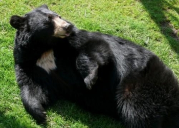 Американец пошел врукопашную на медведя, чтобы защитить свою собаку