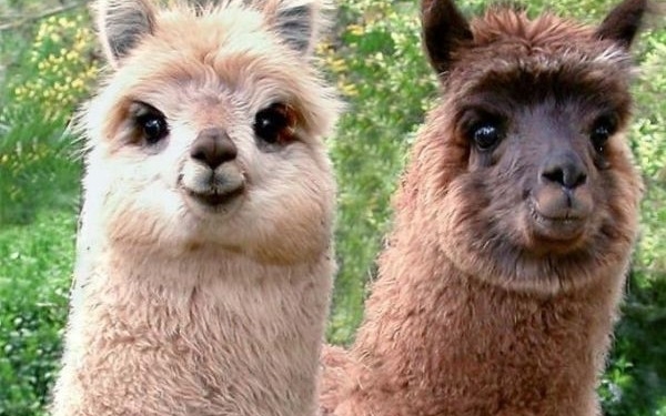 В Николаеве бездомные собаки загрызли четырех альпак на территории зоопарка. Обновлено