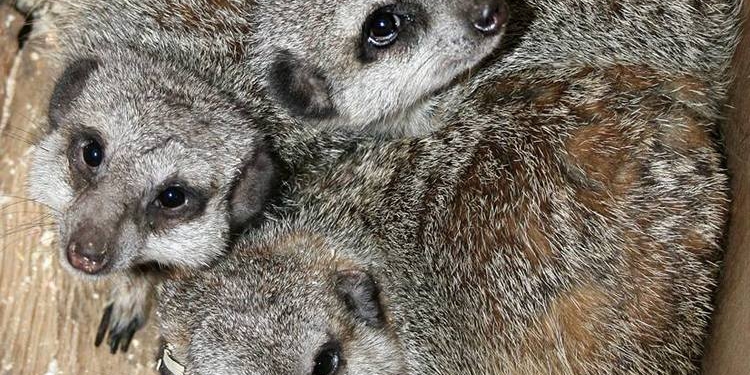 Зообартер принес Николаевскому зоопарку шесть сурикат, пару саймири и пару какаду