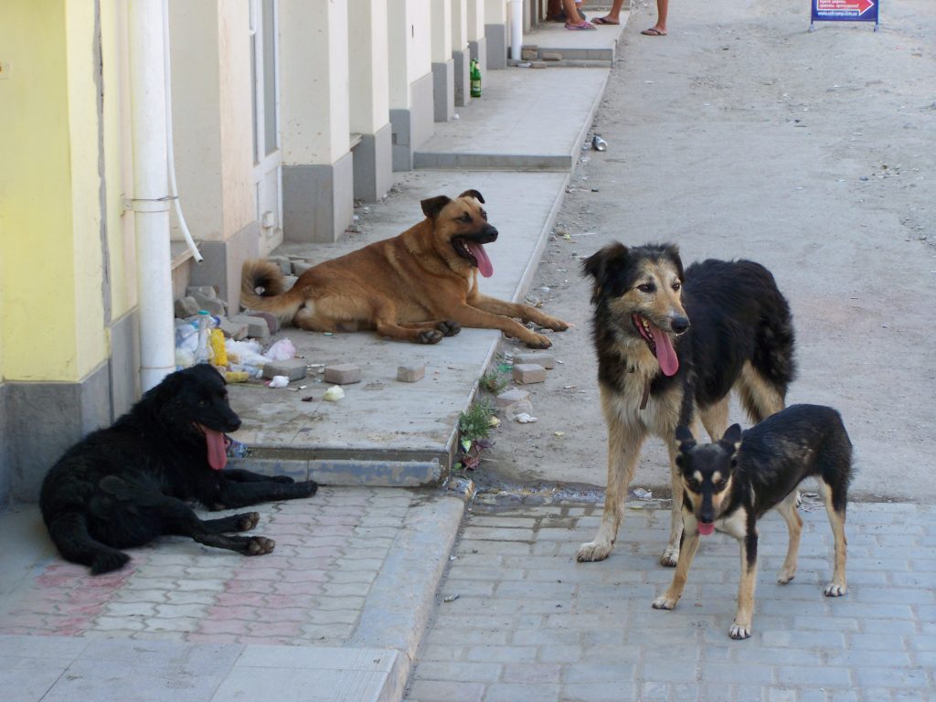 Треть николаевцев поддерживает усыпление бродячих собак 1