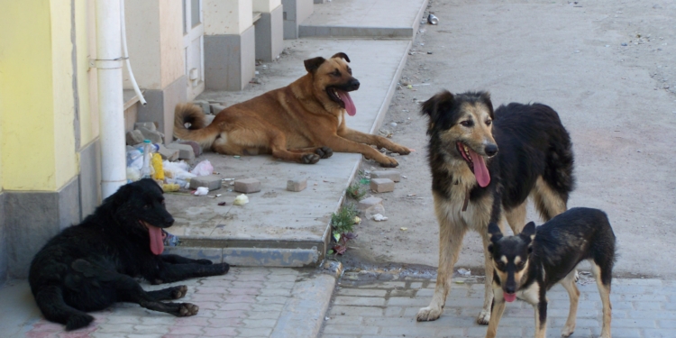 Почти 94% николаевцев признают проблему бродячих животных – они кусали каждого восьмого горожанина