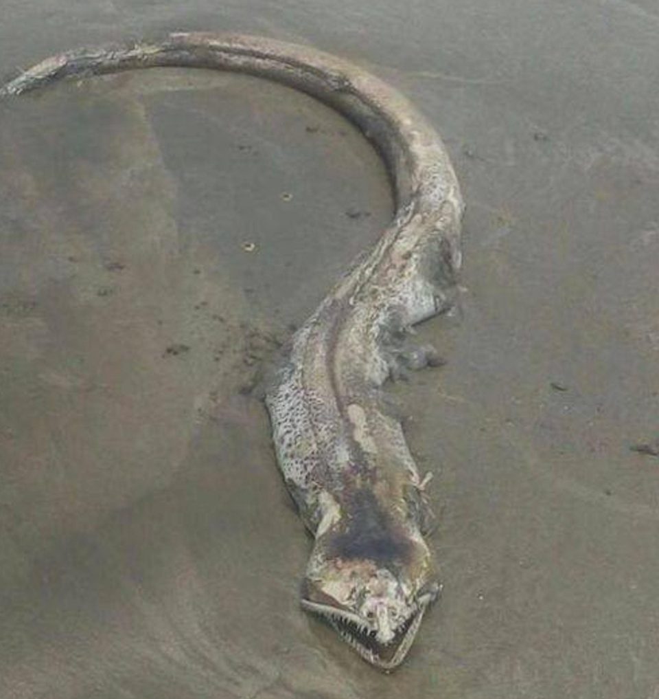На мексиканском пляже обнаружили гигантского зубастого морского монстра 3