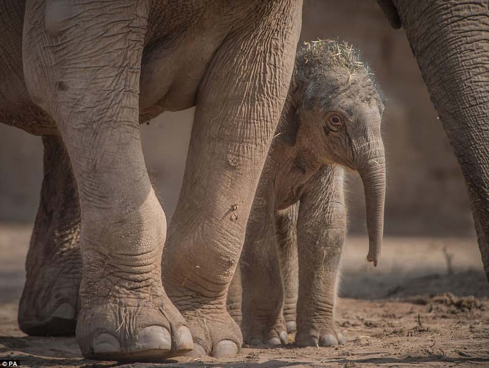 В жизни есть место приятным сюрпризам: в английском зоопарке слониха родила малыша после того, как все решили, что 3 месяца назад она его потеряла 5