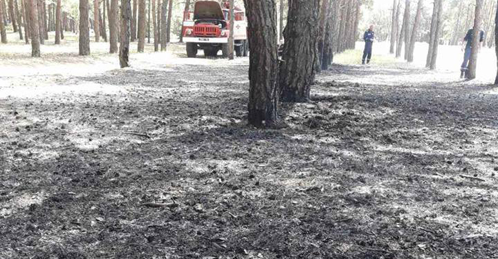 Жаль, на деревьях камер на наставишь: под Николаевом снова кто-то поджег Матвеевский лес