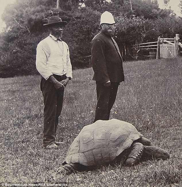 Старейшему наземному животному мира – 186-летней черепахе Джонатану – не будут удалять катаракту 1