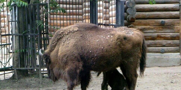 Маленький и еще не очень удаленький: в Николаевском зоопарке – снова пополнение