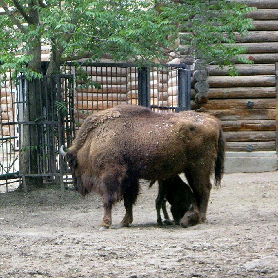 Маленький и еще не очень удаленький: в Николаевском зоопарке – снова пополнение 3