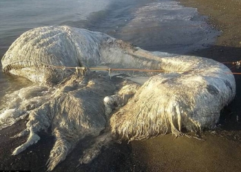 К берегу Филиппин прибило неопознанное морское существо – местные жители ждут беды