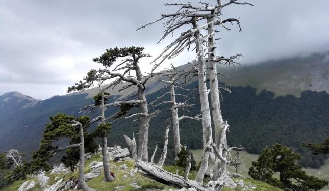 Ученые обнаружили древнейшее дерево Европы