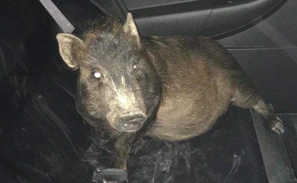 В США мужчина обратился в полицию из-за преследовавшей его свиньи