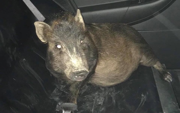 В США мужчина обратился в полицию из-за преследовавшей его свиньи 1