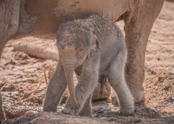 В жизни есть место приятным сюрпризам: в английском зоопарке слониха родила малыша после того, как все решили, что 3 месяца назад она его потеряла