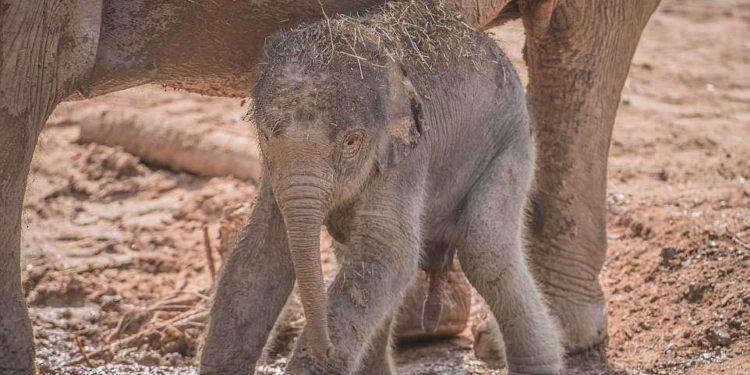 В жизни есть место приятным сюрпризам: в английском зоопарке слониха родила малыша после того, как все решили, что 3 месяца назад она его потеряла