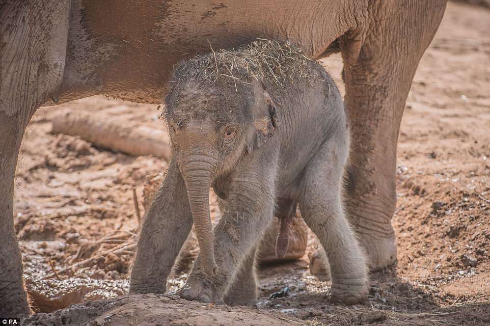 В жизни есть место приятным сюрпризам: в английском зоопарке слониха родила малыша после того, как все решили, что 3 месяца назад она его потеряла 7