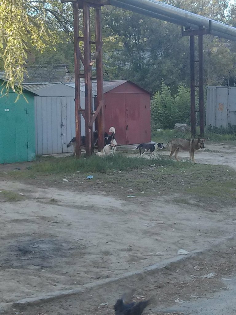 Житель Соляных предложил переселить бездомных собак к депутатам Веселовской и Апанасенко 1