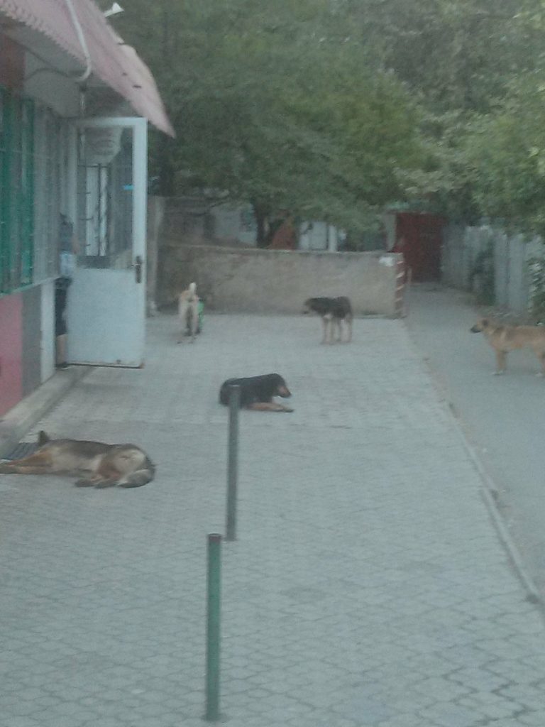 Житель Соляных предложил переселить бездомных собак к депутатам Веселовской и Апанасенко 3