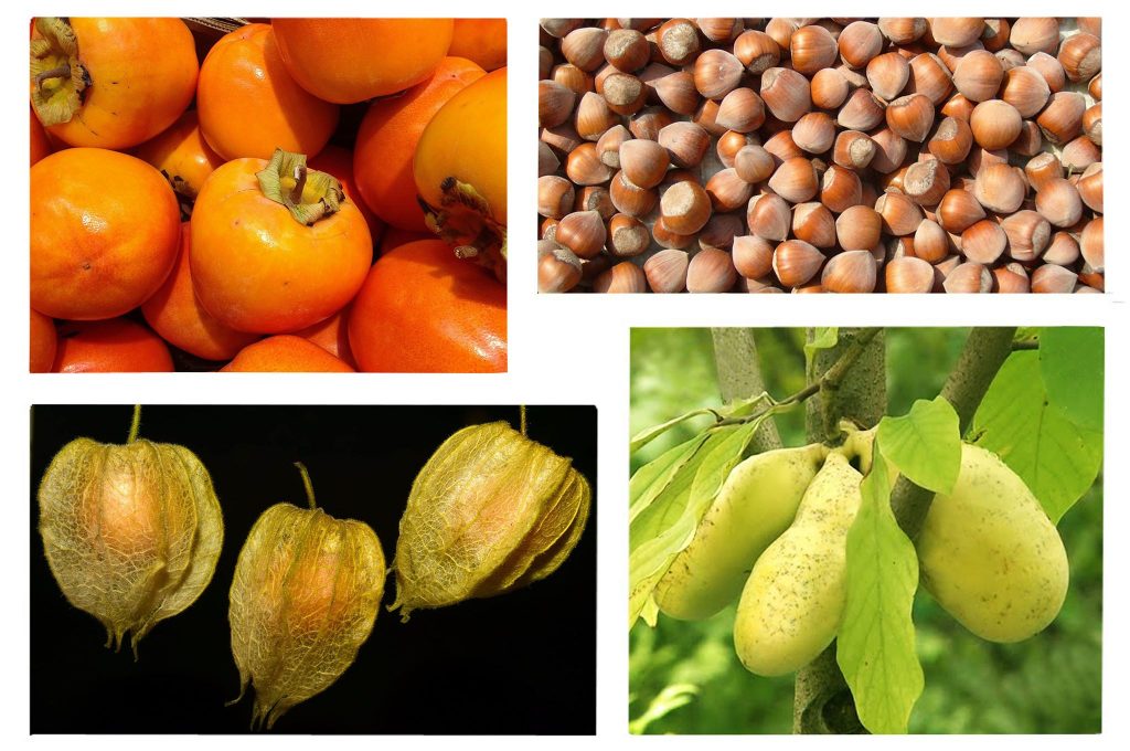 Оливки, азимина, хурма или пепино? В Николаеве расскажут, что лучше выращивать теперь на юге Украины 1