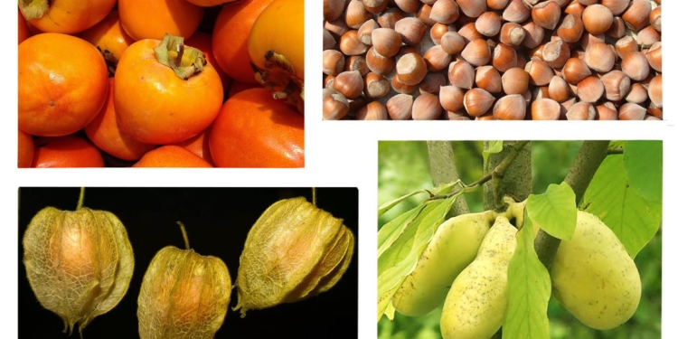 Оливки, азимина, хурма или пепино? В Николаеве расскажут, что лучше выращивать теперь на юге Украины