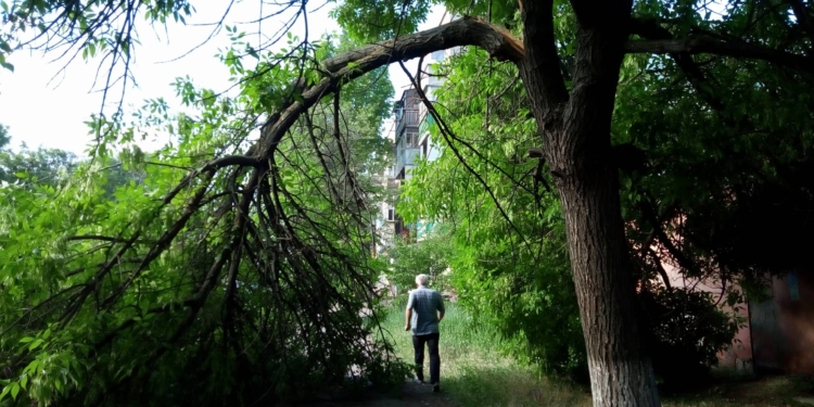 «Но мы же живем в Николаеве». Городские службы, несмотря на предупреждение, несколько дней не убирали опасно повисшую ветку