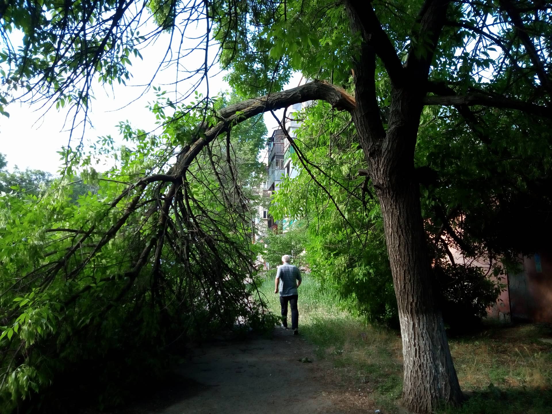 «Но мы же живем в Николаеве». Городские службы, несмотря на предупреждение, несколько дней не убирали опасно повисшую ветку