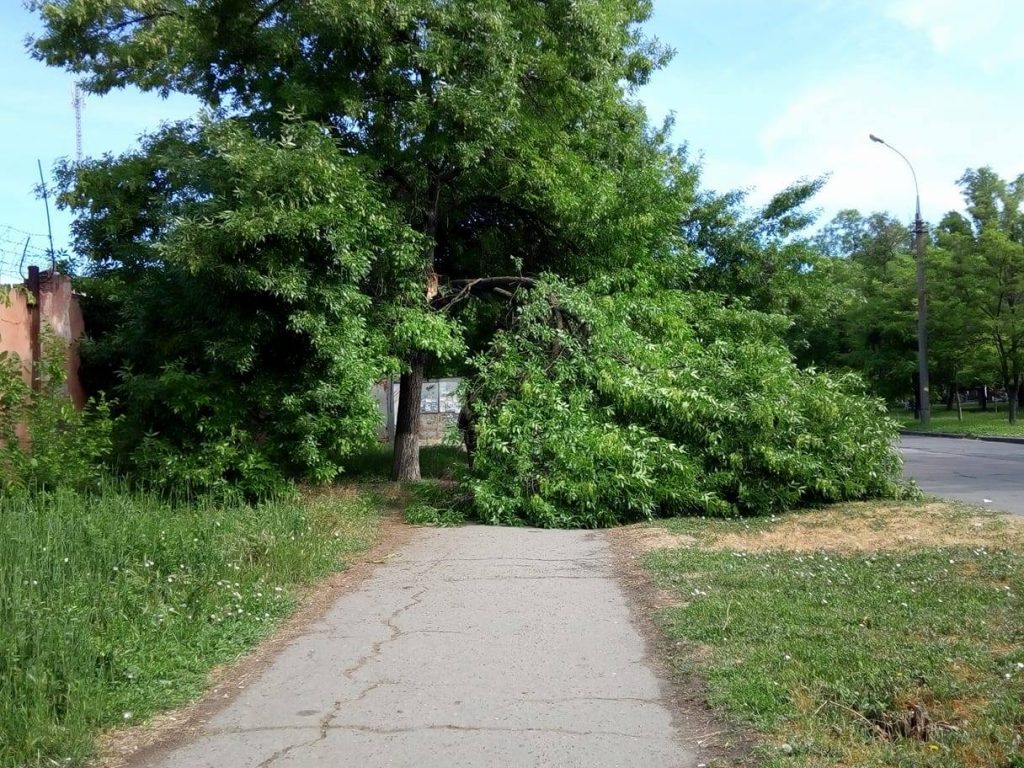 «Но мы же живем в Николаеве». Городские службы, несмотря на предупреждение, несколько дней не убирали опасно повисшую ветку 4