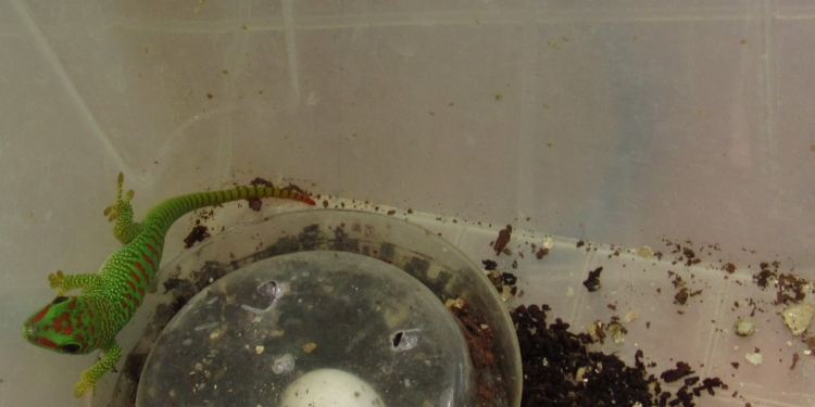 У Николаевского зоопарка сегодня двойной праздник – из яйца появился первый малыш фельзумы