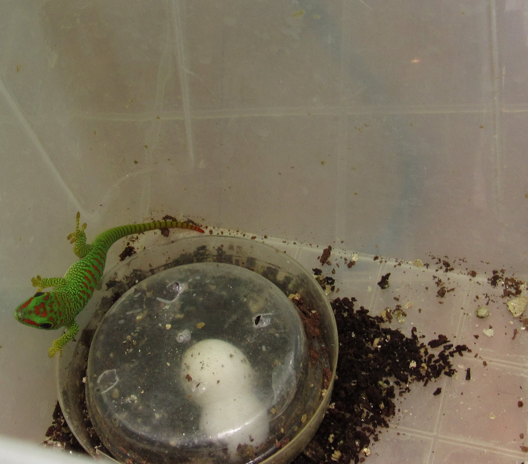 У Николаевского зоопарка сегодня двойной праздник – из яйца появился первый малыш фельзумы