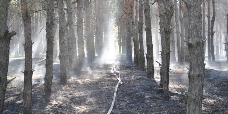 За минувшие сутки спасатели Николаевщины 8 раз тушили пожары в лесах. Подозревают поджоги. ОБНОВЛЕНО