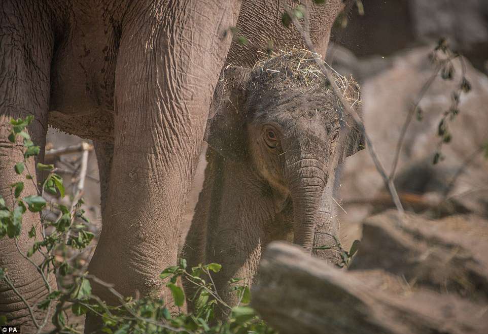 В жизни есть место приятным сюрпризам: в английском зоопарке слониха родила малыша после того, как все решили, что 3 месяца назад она его потеряла 1