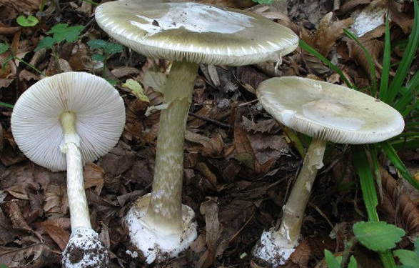 Массовое отравление грибами в Иране: Более 700 человек обратились за помощью