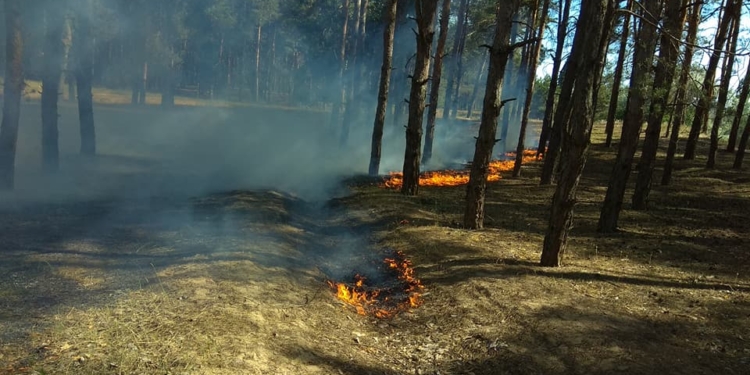 Сегодня под Николаевом горел Матвеевский лес