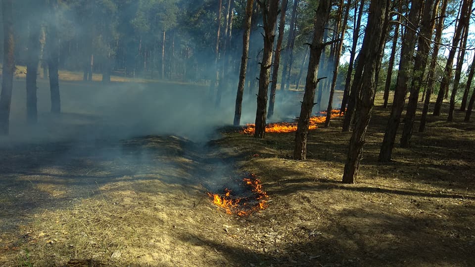 Сегодня под Николаевом горел Матвеевский лес 13
