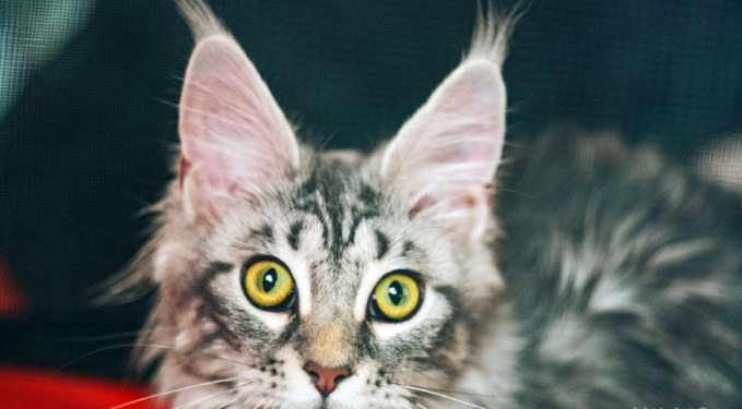 Николаев на день превратился в «Мекку» для любителей кошек