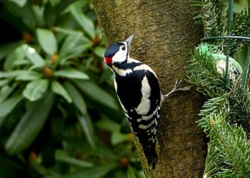 В Китае разрабатывают самолет, взяв за основу череп дятла