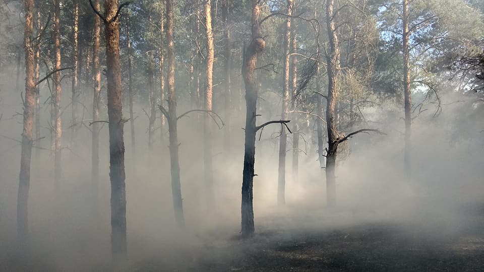 Сегодня под Николаевом горел Матвеевский лес 15
