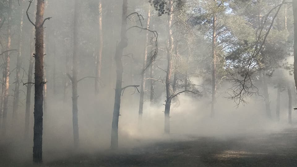 Сегодня под Николаевом горел Матвеевский лес 17