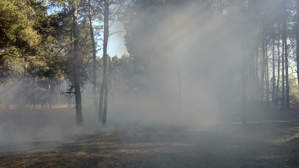 Сегодня под Николаевом горел Матвеевский лес 19