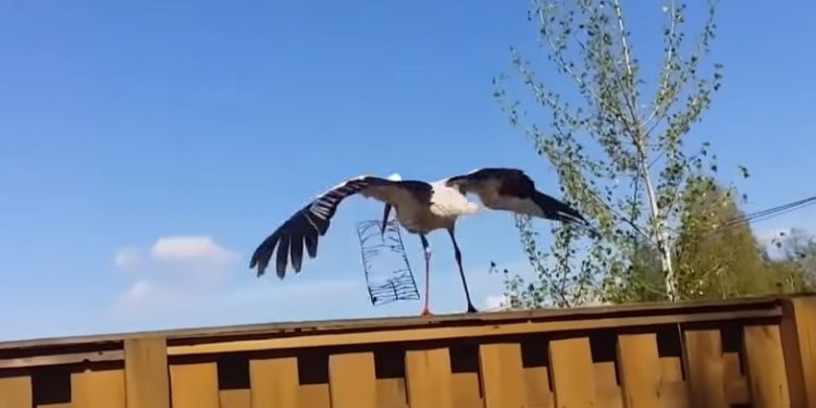 Кому шашлык, кому лягушачьи лапки. Под Киевом аист украл со двора решетку для мангала